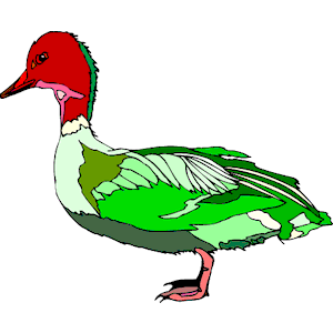 Duck 58