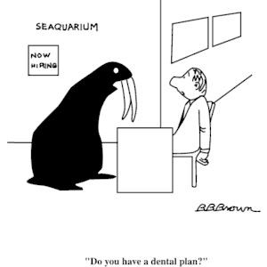 Walrus Dental Plan