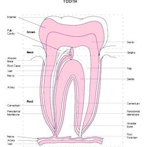 Chart - Tooth