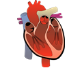 heart, medical diagram