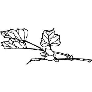 branch with flower