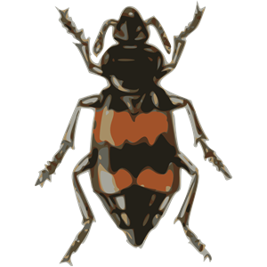 spotted sexton beetle (necrophorus guttatus)
