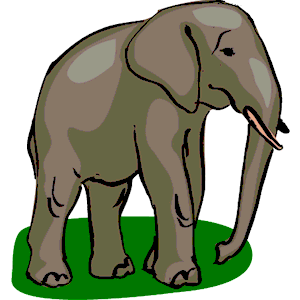 Elephant 15