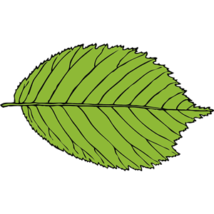 Bi-Serrate Leaf