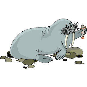 Walrus with Fish