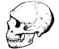 Amud skull (black and white)
