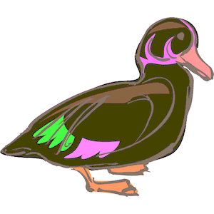 Duck 19