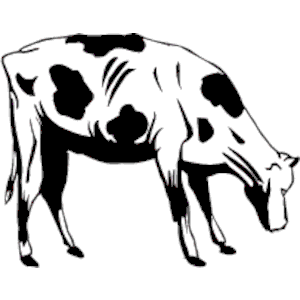 Cow 20