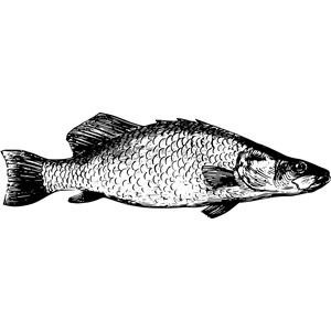 Fish from lake Tanganyika 9