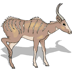 Antelope 27