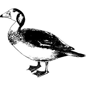 Dwarf Goose