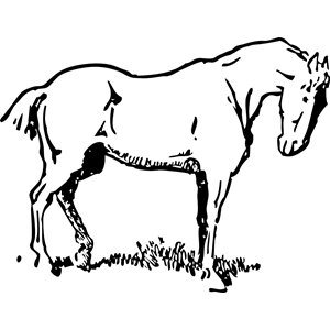 small-eyed horse