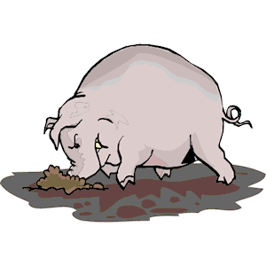 Pig Digging in Mud
