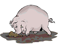Pig Digging in Mud