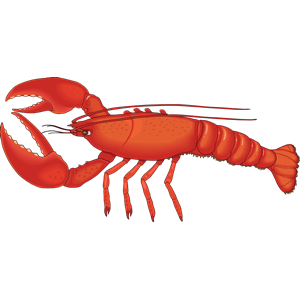 lobster 01