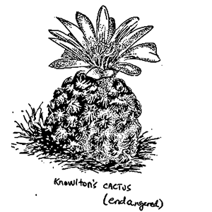 Knowltons Cactus (endangered)