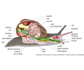 Escargot Anatomie avec descriptions en français - Snail Anatomy with French labels