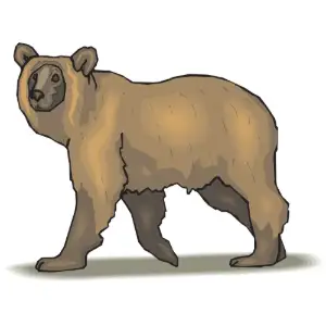 Bear Clipart