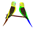 Parakeets Illustration