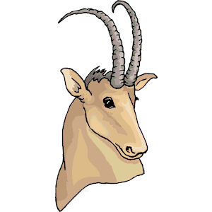 Antelope 014