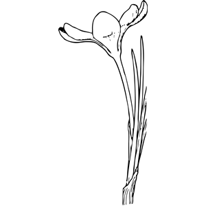 open crocus flower