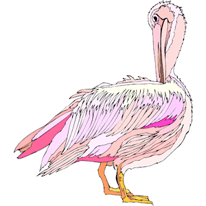 Pelican 24