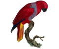 Parrot 66