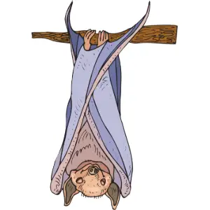 Bat Clipart