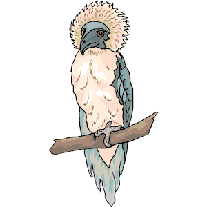 Eagle Harpy