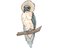 Eagle Harpy