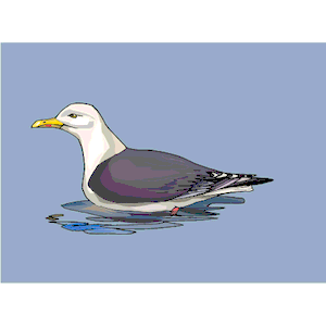 Seagull 13