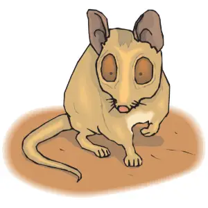 Bandicoot Dwarf Clipart