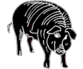 Pig 009