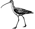 Long Billed Curlew 1
