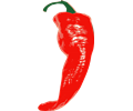 Cayenne Red Chili Pepper