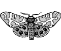 Moth Wings Open