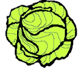 Lettuce 1