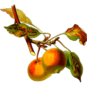 Apple tree 2 (detailed)