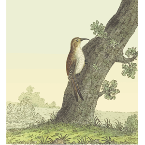 Common treecreeper (with background)