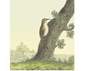 Common treecreeper (with background)