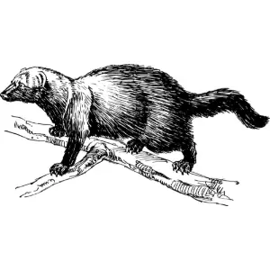 fisher 2 Clipart