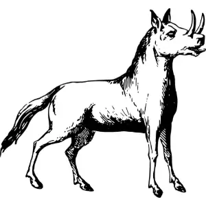 Rhinoceros' Clipart