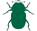 Beetle 05