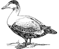 elder duck