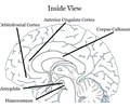 Brain Inside View