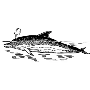 dolphin 2 Clipart