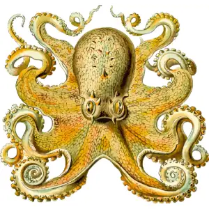 Octopus 2 Clipart