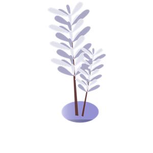 Violetry plant