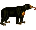 Bear 2 (isolated)
