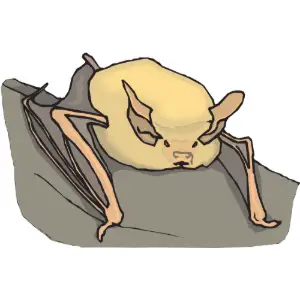 Bat Clipart